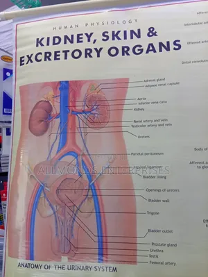 Chart: Kidney, Skin, Excretory Organs!