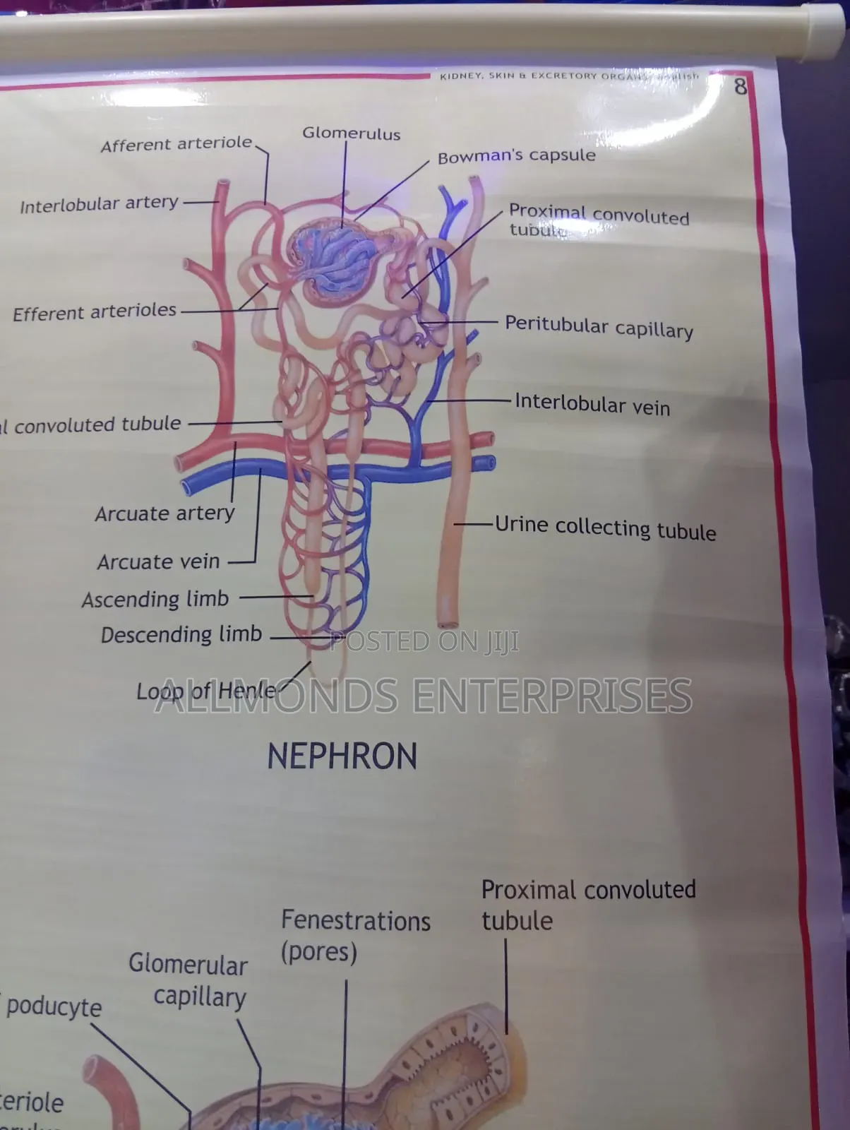 Chart: Kidney, Skin, Excretory Organs!