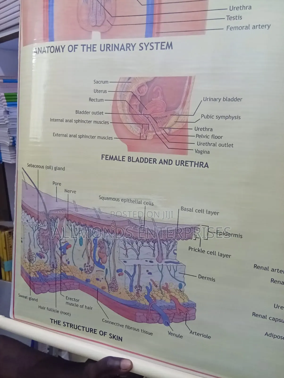 Chart: Kidney, Skin, Excretory Organs!