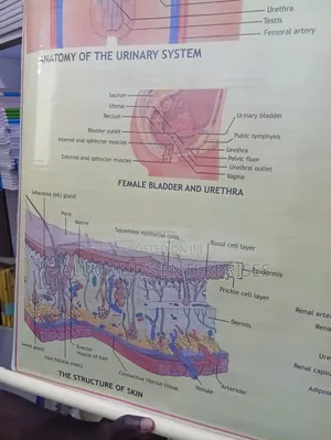 Chart: Kidney, Skin, Excretory Organs!