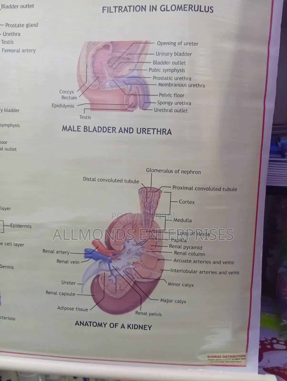 Chart: Kidney, Skin, Excretory Organs!