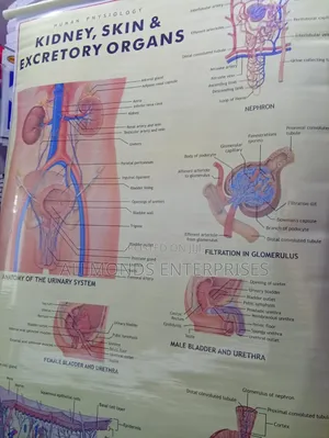 Chart: Kidney, Skin, Excretory Organs!