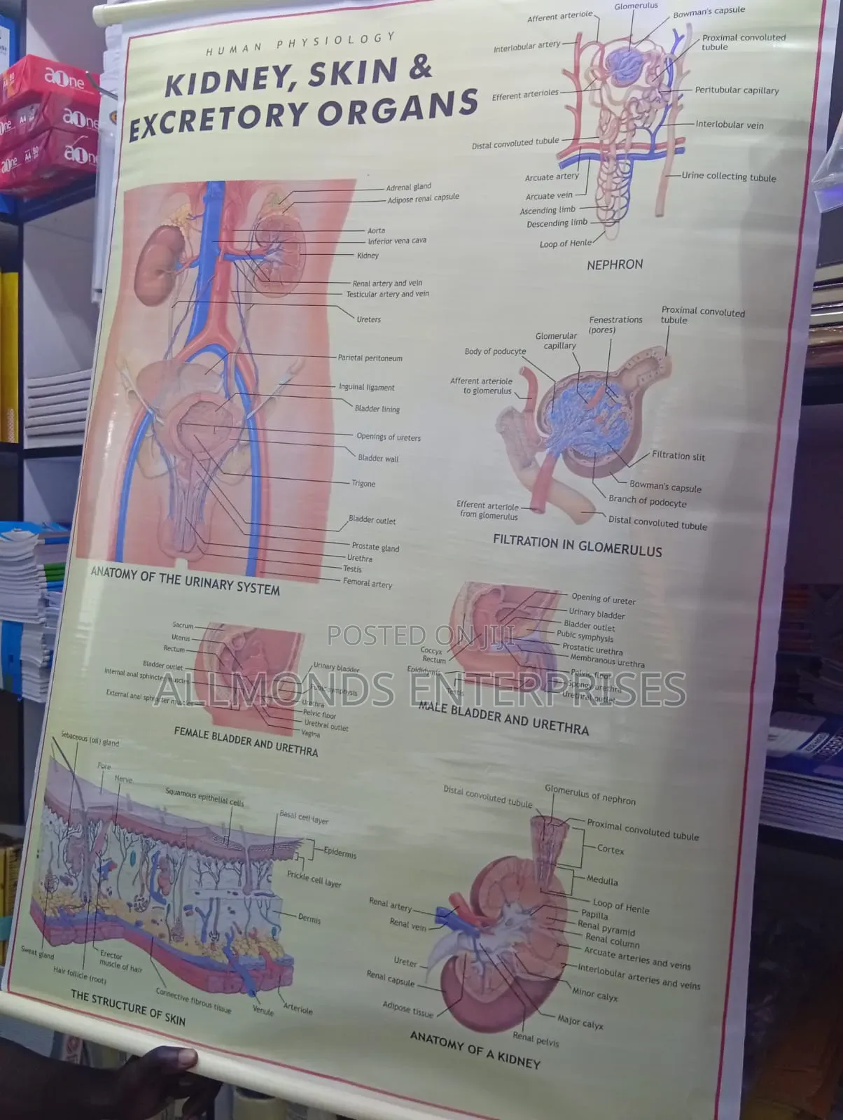 Chart: Kidney, Skin, Excretory Organs!