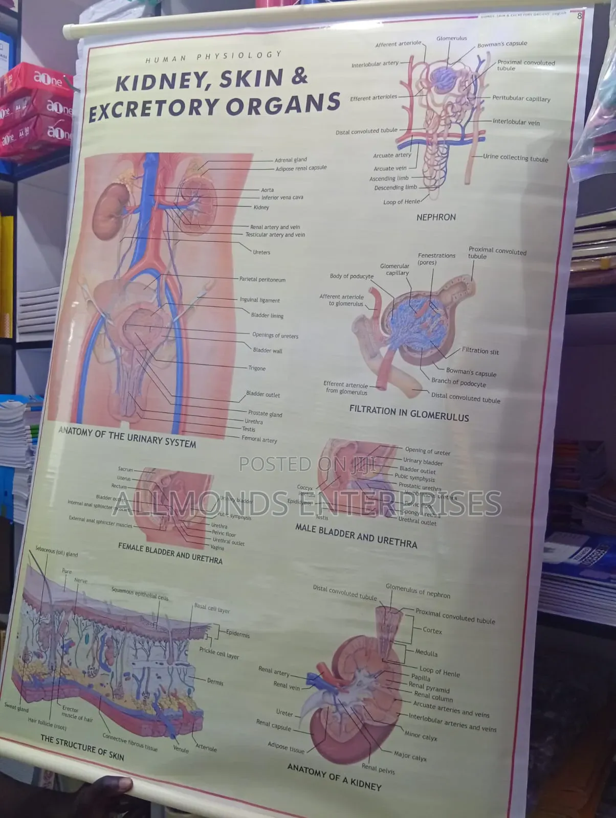 Chart: Kidney, Skin, Excretory Organs!