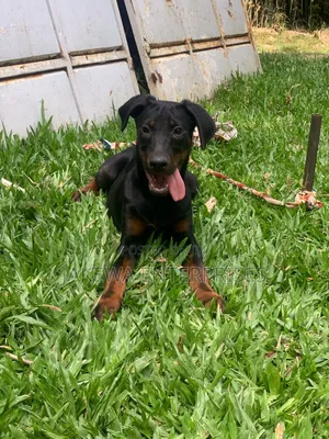 1-3 months Male Purebred Doberman Pinscher