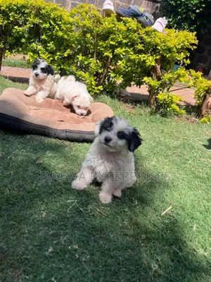 1-3 months Male Purebred Havanese