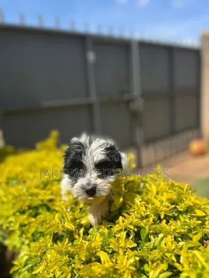 1-3 months Female Purebred Havanese