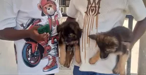1-3 months Female Purebred German Shepherd