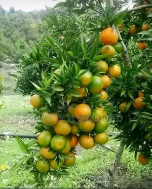 Grafted Tangelo , Clementine
