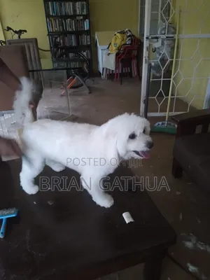 Mobile Dog Grooming Services