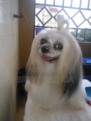 Mobile Dog Grooming Services