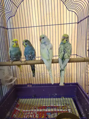 Budgies Special Colors