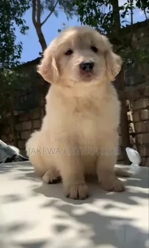 1-3 months Female Purebred Golden Retriever