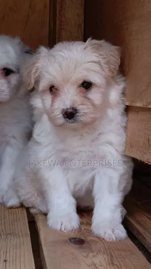 1-3 months Female Purebred Havanese