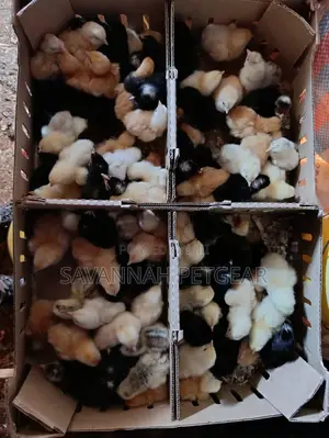 Day-Old-Chick Sasso Bird - 100 F1 Chicks