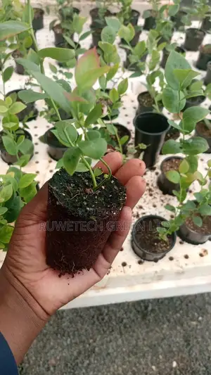 Blueberry Seedlings