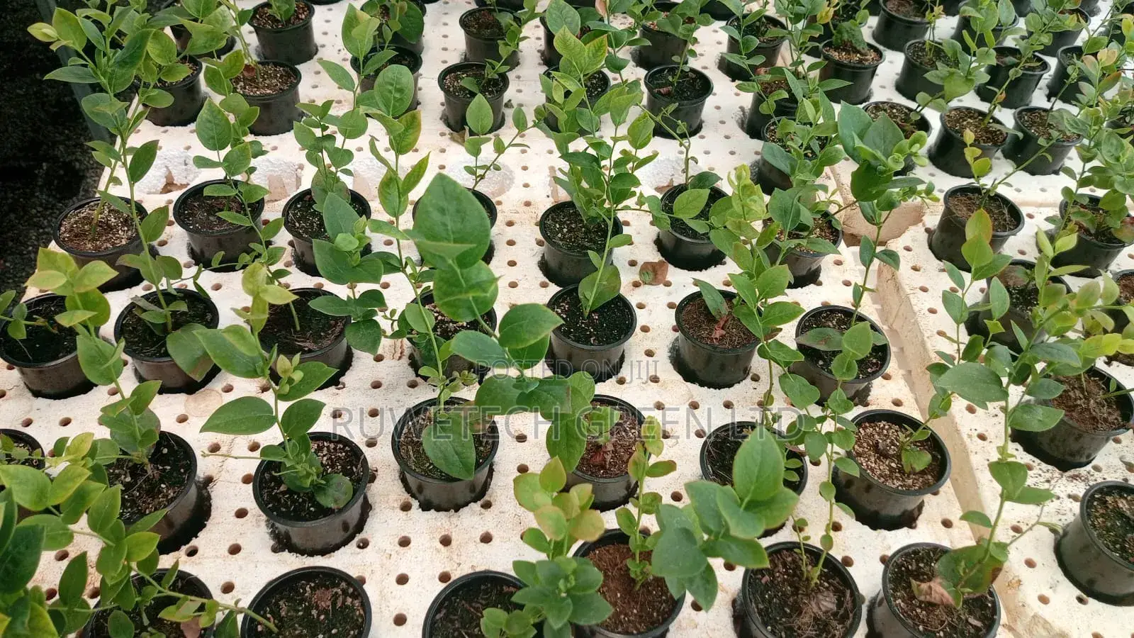 Blueberry Seedlings
