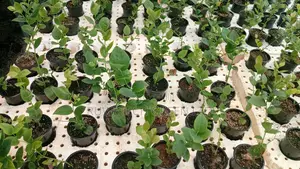 Blueberry Seedlings