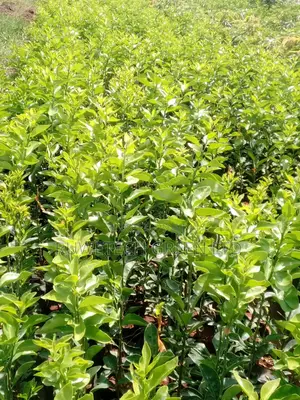 Seedless Pixie Oranges Seedlings