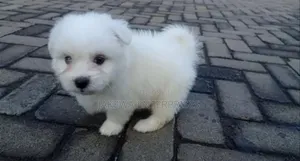 1-3 months Female Purebred Havanese
