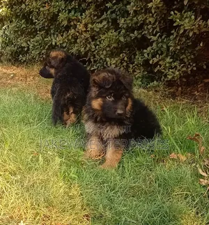 1-3 months Female Purebred German Shepherd