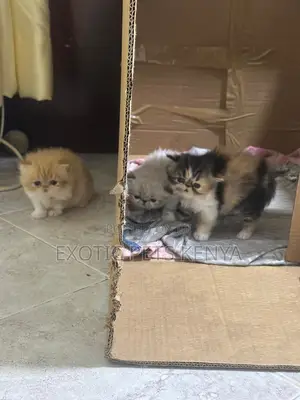 0-1 month Male Purebred Persian