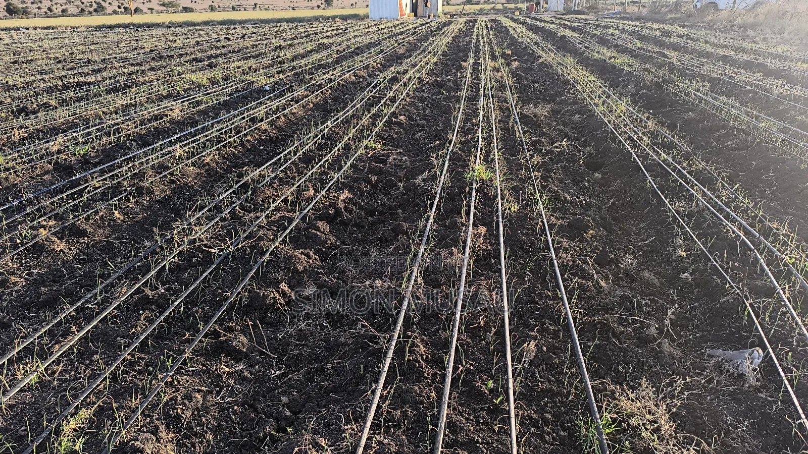 Drip Irrigation Supply and Installation