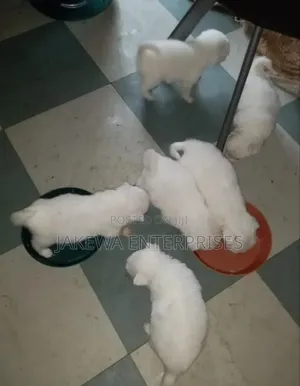1-3 months Male Purebred Japanese Spitz