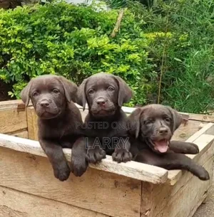 1-3 months Male Purebred Labrador Retriever