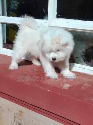 1-3 months Male Purebred Havanese