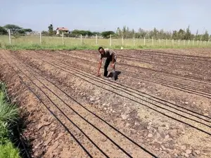 Drip Irrigation And Greenhouse Construction