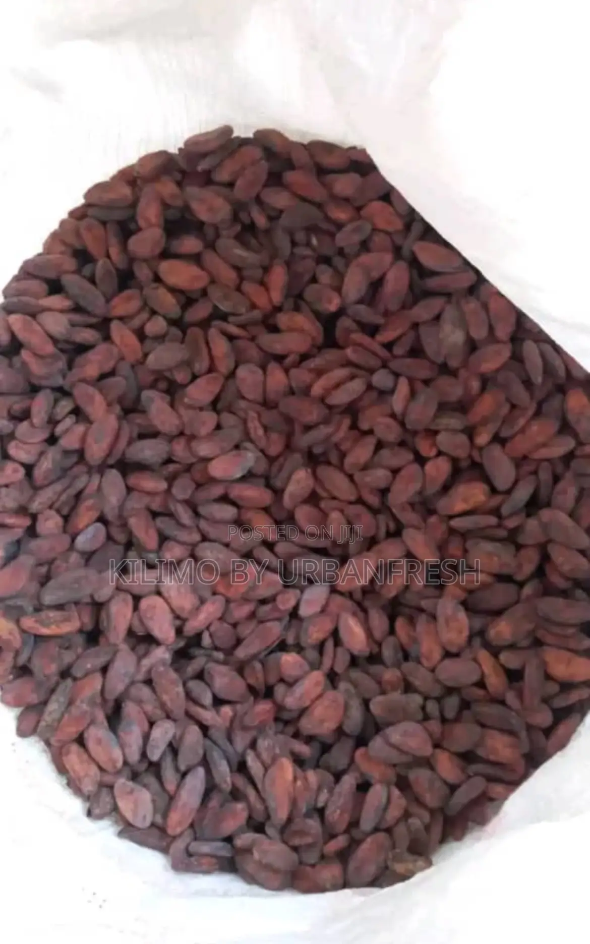 Cocoa Beans : Dry Well Fermented. 1 Kg