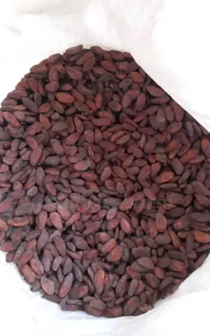 Cocoa Beans : Dry Well Fermented. 1 Kg