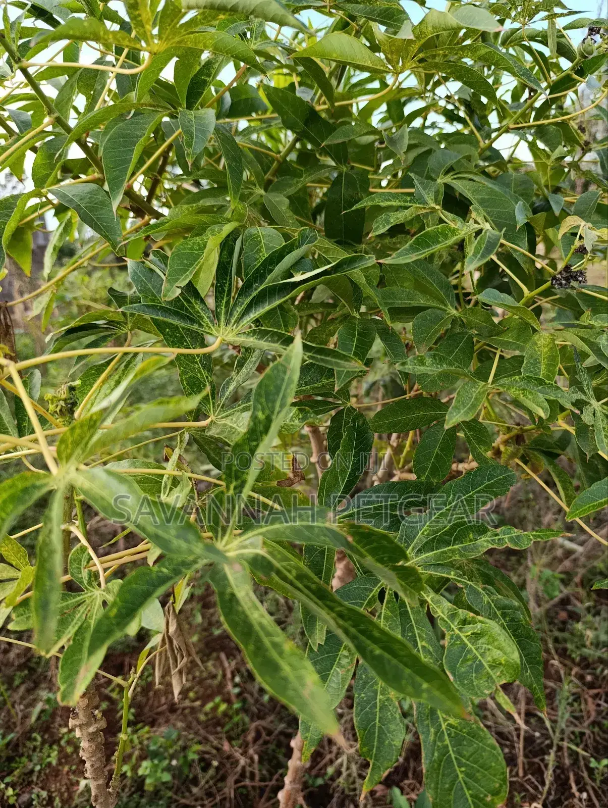 Cassava Cuttings - 100 Pieces