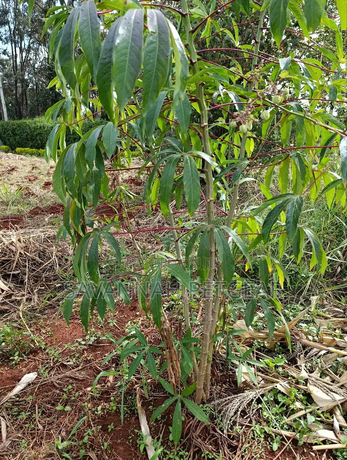 Cassava Cuttings - 100 Pieces