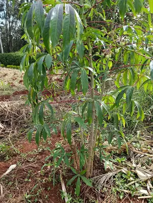 Cassava Cuttings - 100 Pieces