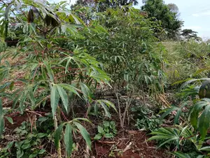 Cassava Cuttings - 100 Pieces