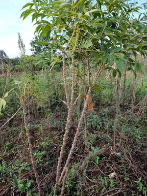 Cassava Cuttings - 100 Pieces