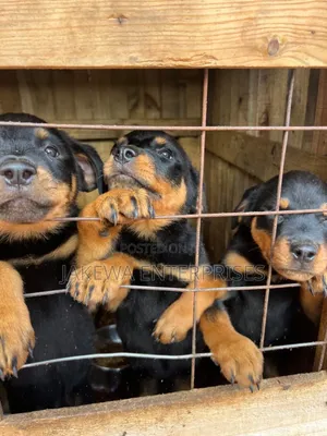 1-3 months Male Purebred Rottweiler