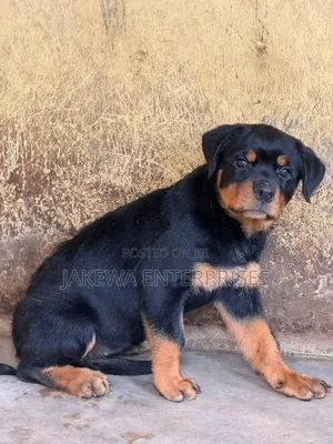1-3 months Male Purebred Rottweiler