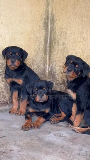 1-3 months Female Purebred Rottweiler