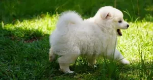 1-3 months Male Purebred Havanese
