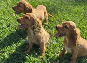 1-3 months Male Purebred Cocker Spaniel