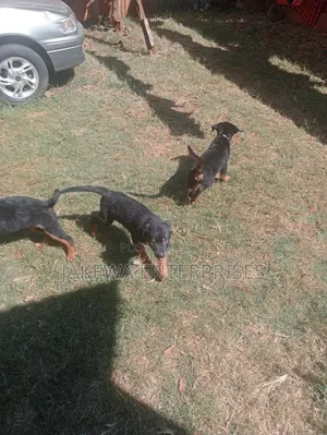 3-6 months Male Purebred Rottweiler