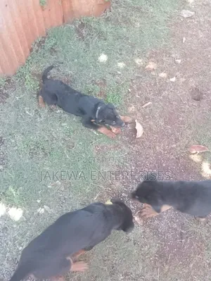 3-6 months Female Purebred Rottweiler