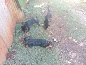 1-3 months Male Purebred Rottweiler