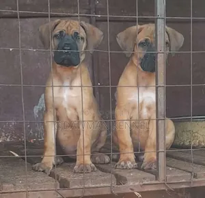 1-3 months Male Purebred Boerboel