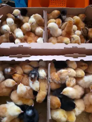 Improved Kienyeji Chicks