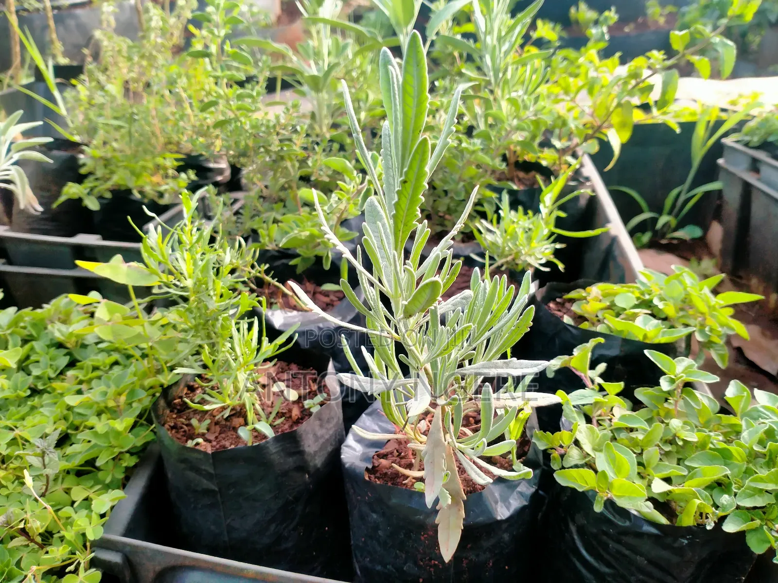 Herb's and Spices