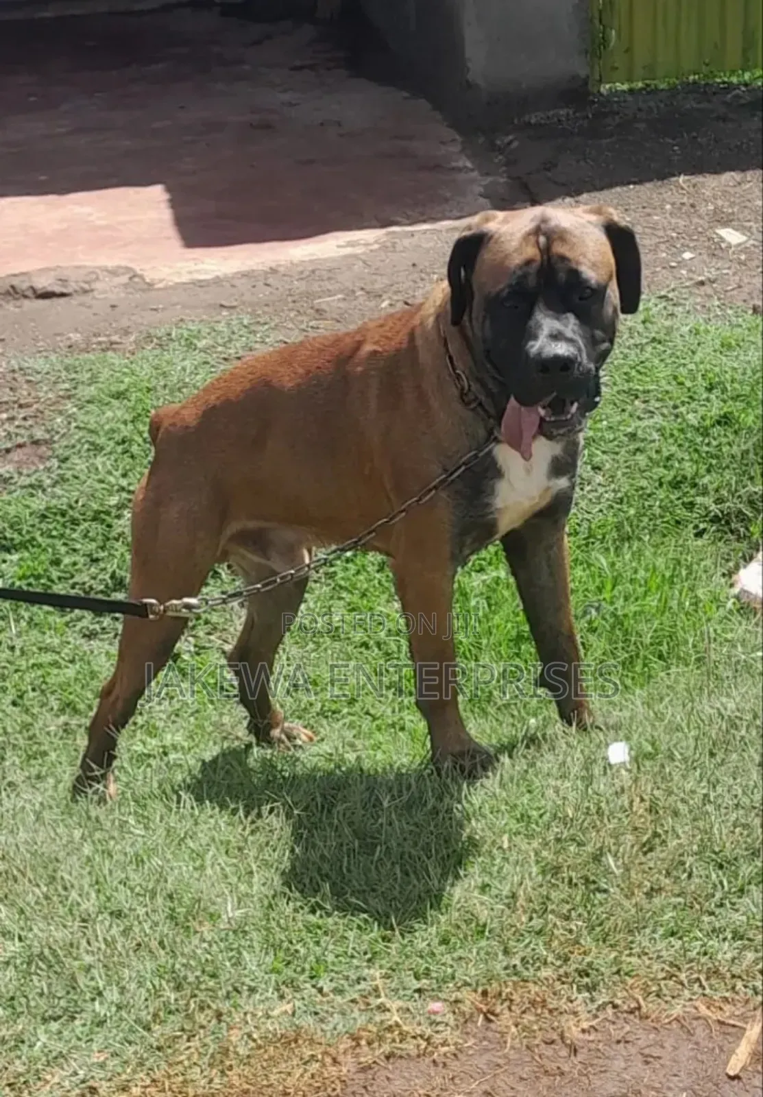 Boerboel Stud Service Available